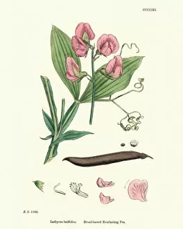 Images Dated 11th August 2019: Flora, Lathyrus latifolius, perennial peavine, broad-leaved everlasting-pea