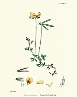 Flora, Lotus corniculatus, common bird s-foot trefoil