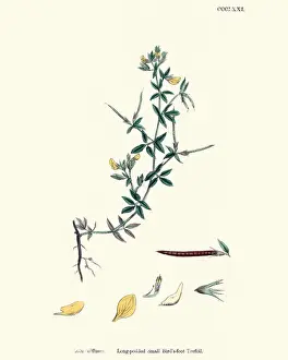 Flora, Lotus Diffusus; Long-Podded Small Bird s-Foot Trefoil