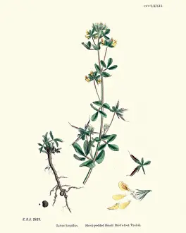Flora, Lotus hispidus, Short-podded Small Birds foot Trefoil