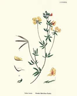 Images Dated 27th October 2018: Flora, Lotus tenuis, slender bird s-foot trefoil