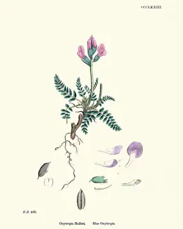 Locoweed Prints: Flora, Oxytropis Halleri, Blue (or Purple) Oxytropis