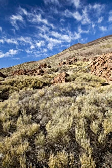 Flora on a slope of Teide volcano