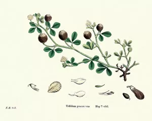 Images Dated 27th October 2018: Flora, Trifolium campestre, hop trefoil