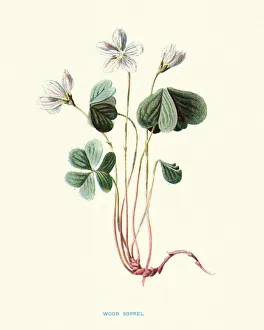 Images Dated 26th April 2019: Flora, Wild Flowers, Oxalis acetosella, wood sorrel