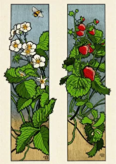 Art Nouveau Gallery: Floral ornament with strawberry fruit and blossom plant decorative art nouveau 1897