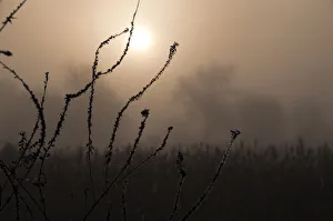 Images Dated 11th December 2014: Floral silhouette