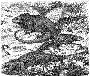 Floreana Prints: Floreana lava lizard (Microlophus grayii), Galapagos land iguana (Conolophus subcristatus)