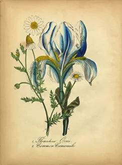 Images Dated 8th July 2016: Florentine Orchid and Common Camomile Victorian Botanical Illustration