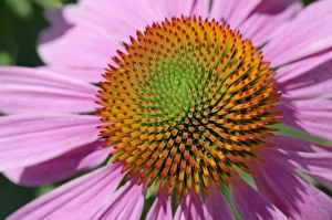 Images Dated 15th July 2012: Florets in a double spiral arrangement, purple coneflower -Echinacea purpurea-, medicinal plant