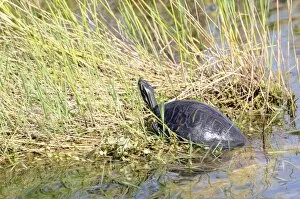 Florida redbelly turtle, Pseudemys nelsoni, sunning itself on a creek bank. Everglades National Park, Florida, USA