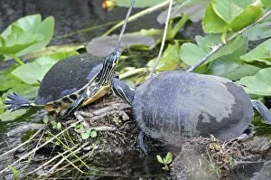 Two Florida redbelly turtles, Pseudemys nelsoni, sunning themselves on a creek bank