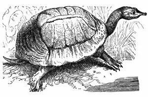 Crawling Gallery: Florida softshell turtle - Apalone ferox