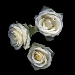 Images Dated 23rd January 2014: Floriography...White Roses