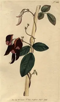 Portrait Plants Prints: Flower