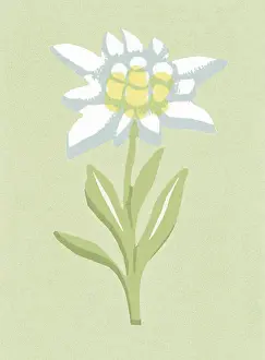 One Flower