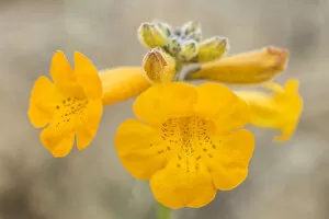 Flower of a Argylia radiata, Pan de Azucar National Park, Atacama Region, Chile