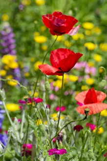 Images Dated 17th June 2012: Flower bed with poppies -Papaver rhoeas-