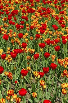 Flower bed with tulips of the Red Gorgette and Colour Spectacle varieties, Dutch tulips -Tulipa