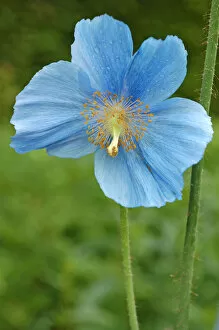 Images Dated 7th June 2011: Flower of blue poppy -Meconopsis sheldonii-
