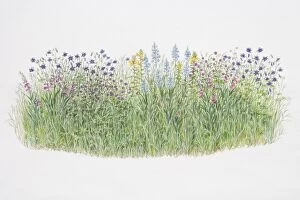 Grass Area Collection: Flower border, including Aquilegia vulgaris or Columbine, Gladiolus byzantinus