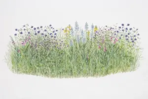 Gardens Prints: Flower border, including Aquilegia vulgaris or Columbine