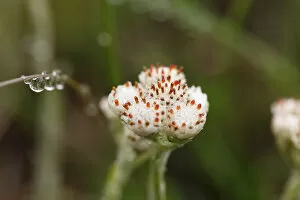 Flower bud of Mountain Everlasting or Catsfoot (Antennaria dioica), Burren, County Clare, Ireland, Europe