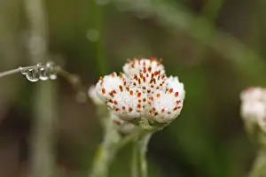 Fluids Prints: Flower bud of Mountain Everlasting or Catsfoot (Antennaria dioica)