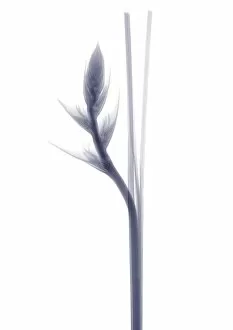 Flower bud and stem, X-ray
