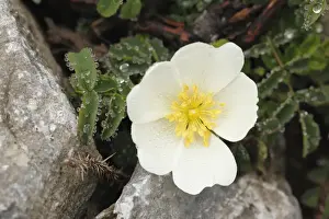 Flower of Burnet Rose (Rosa pimpinellifolia), Burren, County Clare, Ireland, Europe