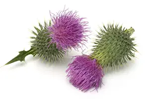 Compositae Prints: Flower of the common thistle, also known as crayfish thistle