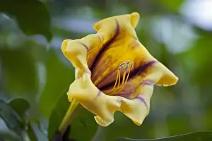 Stuttgart Prints: Flower, Cup of Gold Vine or Golden Chalice Vine -Solandra maxima