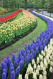 Leadership Collection: Flower gardens of Keukenhof, Netherlands