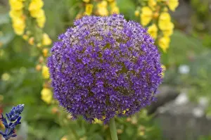 Flower of a Giant Onion or Giant Allium -Allium giganteum-, Bavaria, Germany