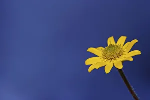 Images Dated 8th August 2012: Flower head of a Creeping Zinnia -Sanvitalia procumbens solaris-