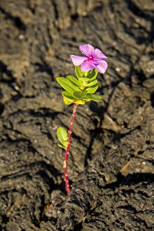 Images Dated 21st November 2015: Flower on the Lava at Galapagos