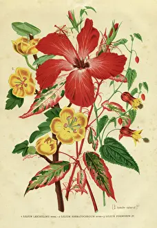 Lily Prints: Flower Lilium leichtlinii engraving