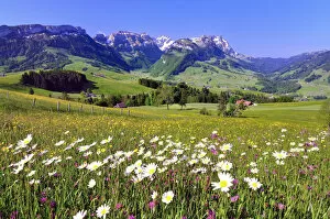 Appenzell Collection: Flower meadow in the Appenzell region, with views of the Alpstein massif with Mt Santis