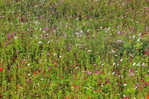 Wildflower Meadows Collection: Flower meadow, biotope meadow, Jardins du Manoir d'Eyrignac, Gardens of the Manoir d Eyrignac