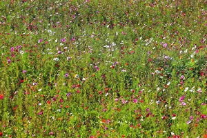 Differing Prints: Flower meadow, biotope meadow, Jardins du Manoir d'Eyrignac