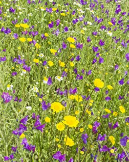 Images Dated 1st May 2013: Flower meadow, Extremadura, Spain