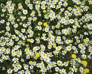 Flower meadow with marguerites, Andalucia, Spain