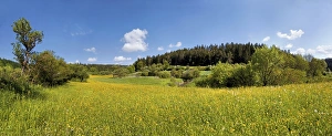 Images Dated 13th May 2012: Flower meadow in Morsbachtal valley, Ritter- und Romerweg, trail of the Knights