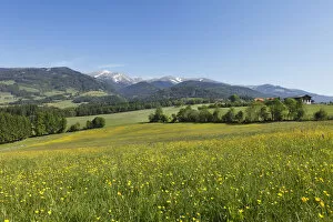Flower meadow near Seckau, Seckauer Alps, Upper Styria, Styria, Austria, Europe