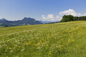 Images Dated 19th June 2014: Flower meadow, Samerberg mountain, Wasserwand mountain at the back, Chiemgau, Upper Bavaria