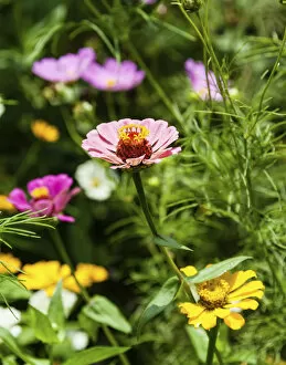 Images Dated 6th April 2012: Flower meadow with Zinnias -Zinnia violacea-, India