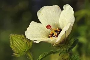 Images Dated 4th September 2010: Flower-of-an-Hour -Hibiscus trionum-, Europe