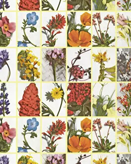 Pattern Artwork Illustrations Collection: Flower Pattern