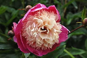 Images Dated 7th June 2011: Flower of a peony -Paeonia-, with buds
