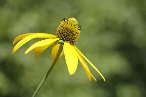 Images Dated 24th July 2014: Flower of a Shiny Coneflower -Rudbeckia nitida-